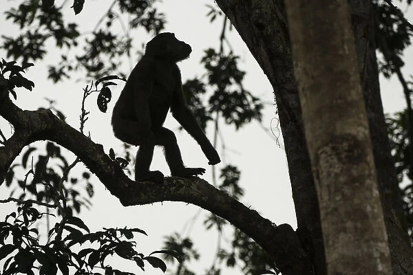 Western lowland gorilla (Gorilla gorilla gorilla), Ngaga, Odzala - Kokoua National Park