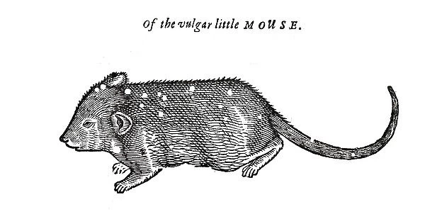 Mouse from Topsells The history of four-footed beasts and serpents Date: 1658