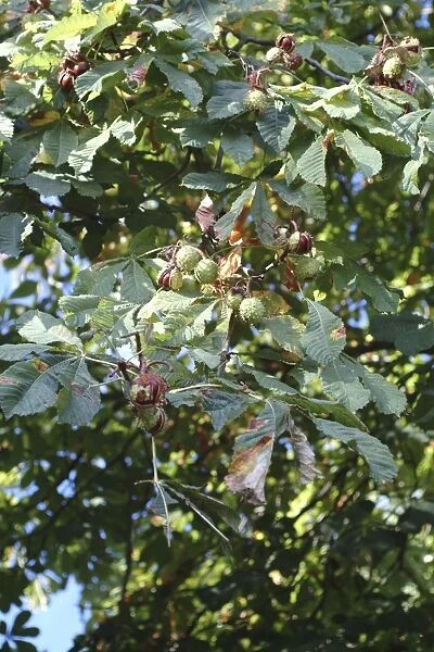 Aesculus hippocastanum, horse chestnut tree