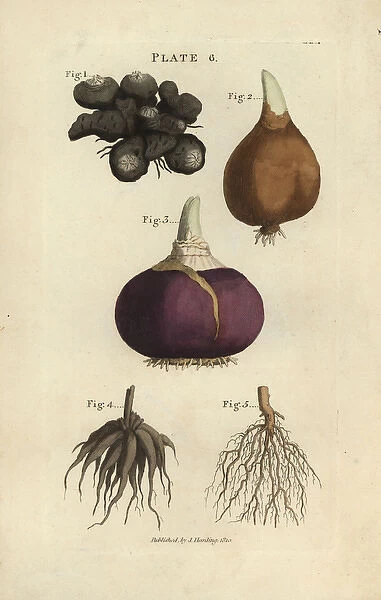 Anemone tuber, tulip bulb, hyacinth bulb