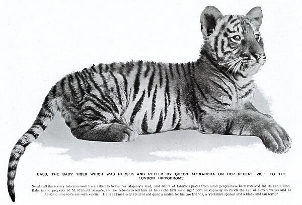 Babs the tiger cub at the London Hippodrome