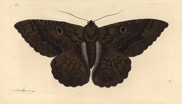 Black witch moth, Ascalapha odorata