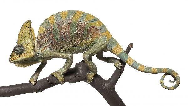 Chamaeleo calyptratus, veiled chameleon