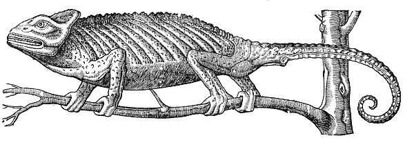 Chameleon from Topsells The history of four-footed beasts and serpents Date: 1658