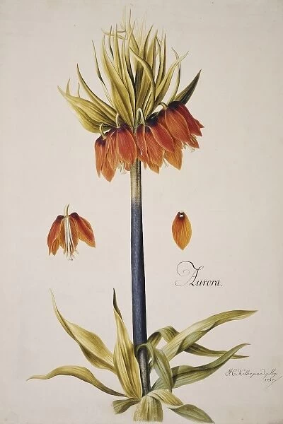 Fritillaria imperialis, crown imperial