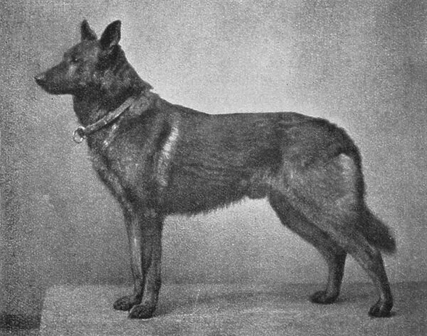German Shepherd Hector