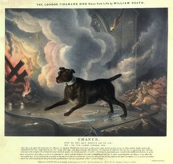 Illustration telling the story of Chance the Fire Dog