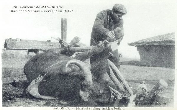 Macedonia - Blacksmith shoeing a Buffalo
