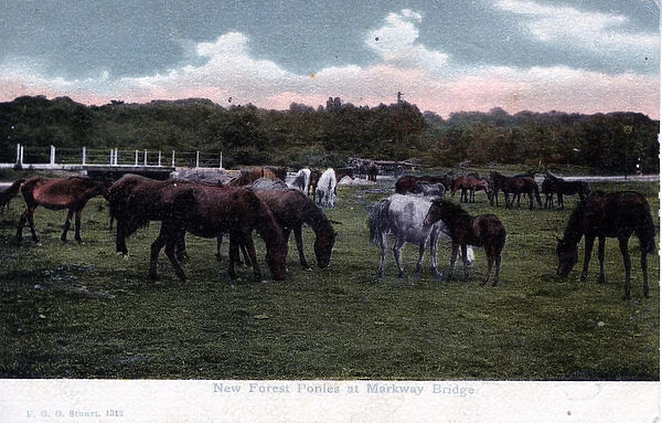 New Forest Ponies, Markway Bridge, Hampshire