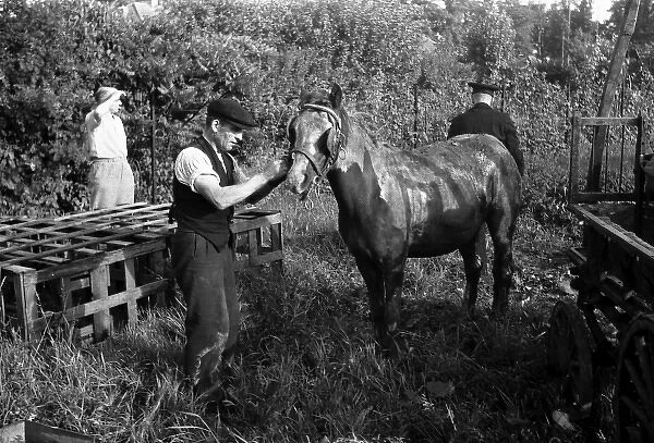 NFS (London Region) Southall horse rescue, WW2