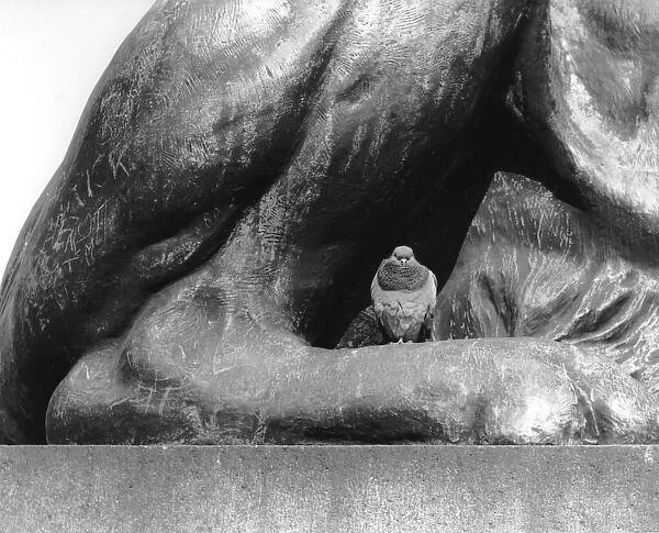 Pigeon having a rest on one of the lion statues, Trafagdar S