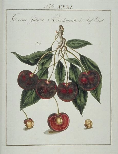 Prunus sp. heart cherry