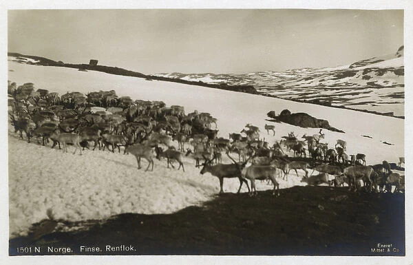 Reindeer Herd, Finse, Hordaland County, Norway