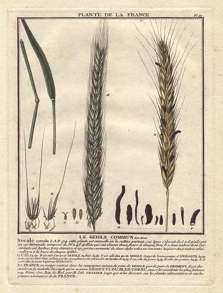 Rye grass, Secale cereale