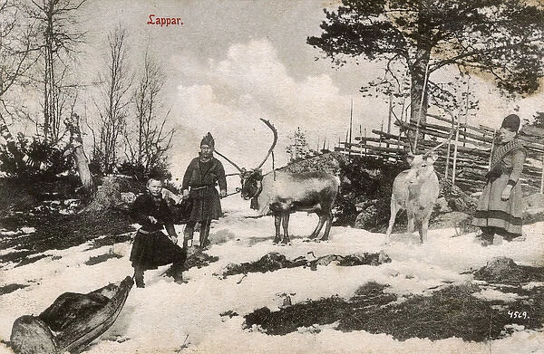 Sami People - Norway - with Reindeer and small wooden sled