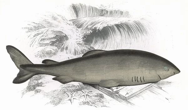 Somniosus microcephalus, or Greenland Shark