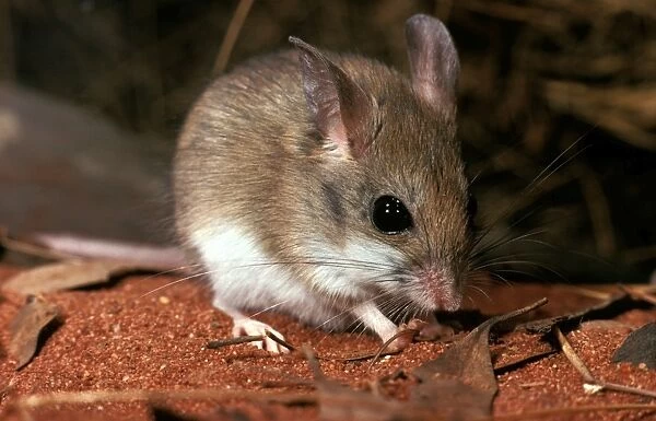 CLY02073. AUS-295. Sandy inland mouse (Pseudomys hermannsburgensis)