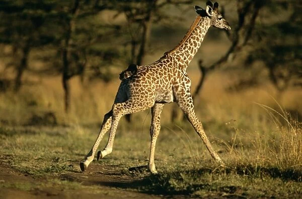 Common Giraffe - running - Africa JFL14287
