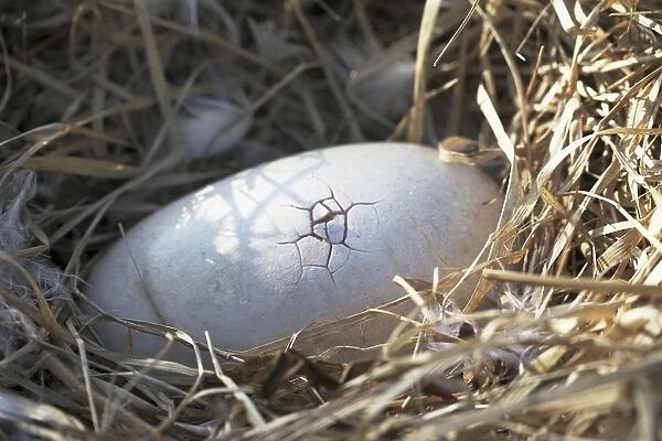 Dodo - hatching egg first crack