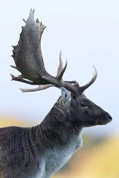 Fallow Deer - buck portrait - Seeland - Denmark