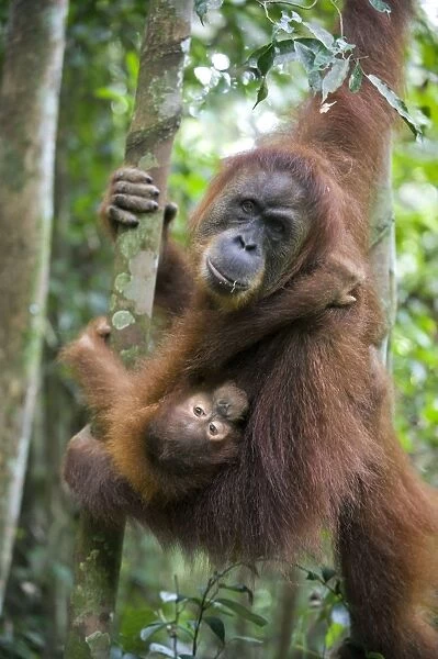 Sumatran Orangutan - Mother suckling 2. 5 year old baby - North Sumatra - Indonesia - *Critically Endangered
