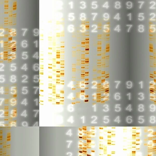 DNA autoradiograms and numbers