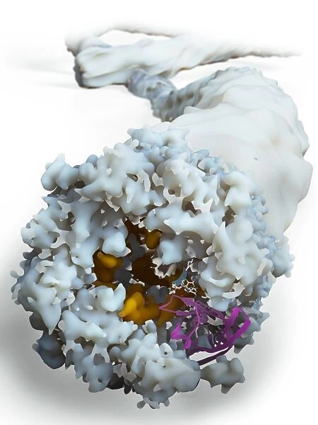 Ebola virus, molecular model