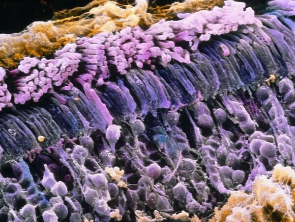 False-colour SEM of rod cells in human retina