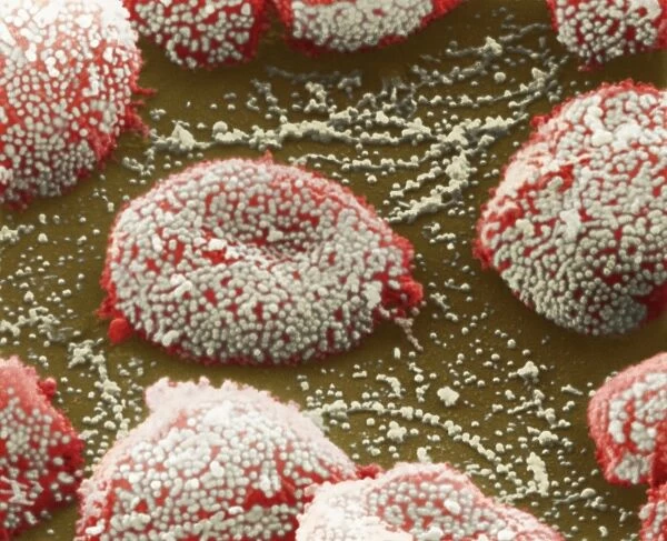 Flu virus particles on red blood cells