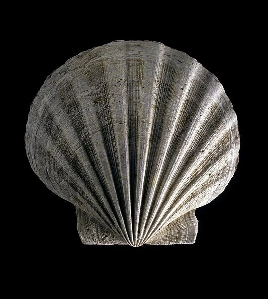 Fossil scallop shell C016  /  5615