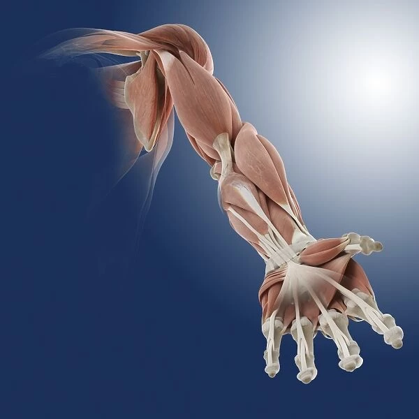 Frontal arm muscles, artwork C013  /  4584