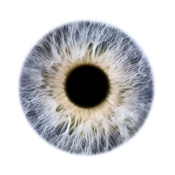 Grey eye. Close-up of the iris and pupil of an eye