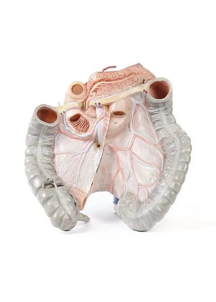 Human intestines, historical model