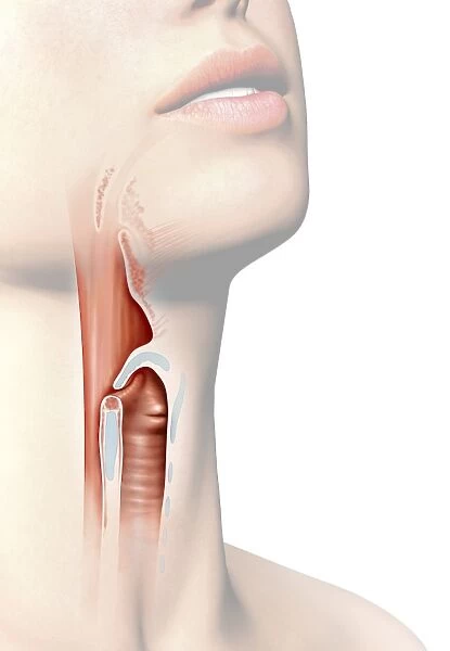 Human throat anatomy, artwork