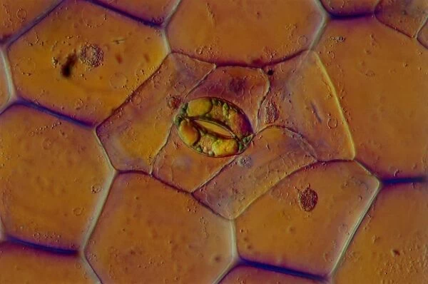 LM of a stoma on a Tradescantia leaf
