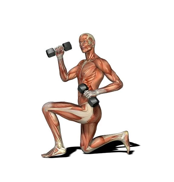 Male muscles, artwork