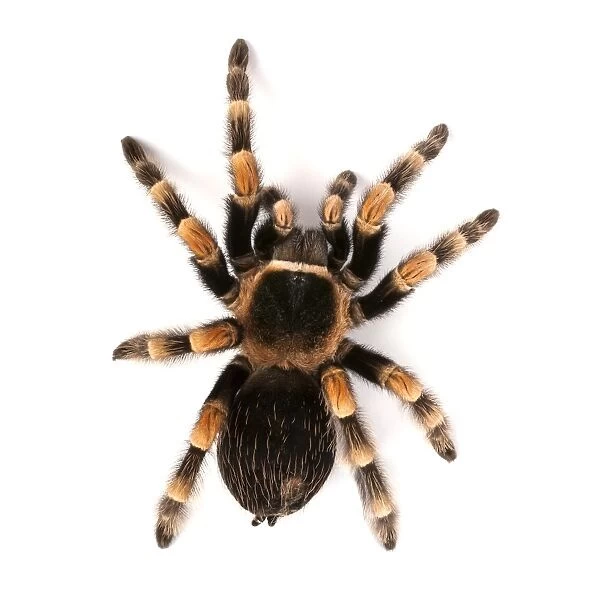 Mexican redknee tarantula F007  /  6538