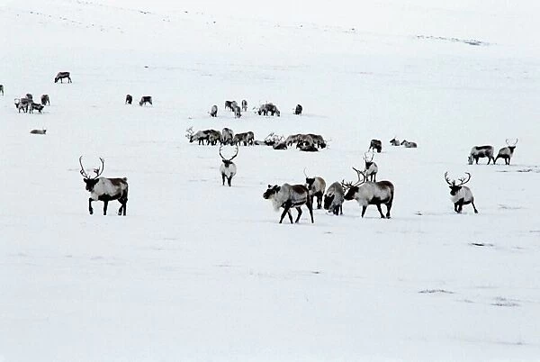 Reindeer herd C013  /  4885