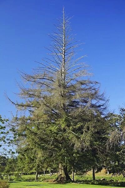 Sitka spruce (Picea sitchenis)