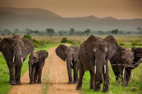 African elephant family on safari, Mizumi Safari Park, Tanzania, East Africa, Africa