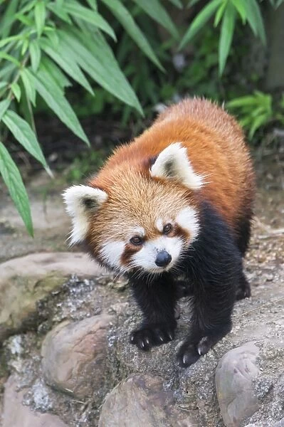 Red Panda (Ailurus fulgens), Sichuan Province, China, Asia