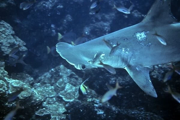 Female scalloped hammerhead shark with many mating bite scars. (Sphyrna lewini). Wolf Island, Galapagos