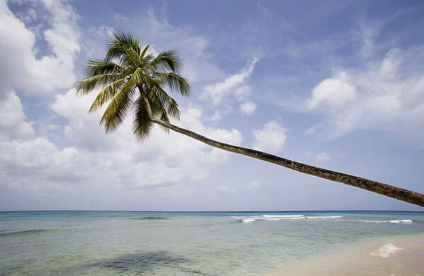 20067224. WEST INDIES Barbados St Peter Single coconut palm tree on Turtle Beach