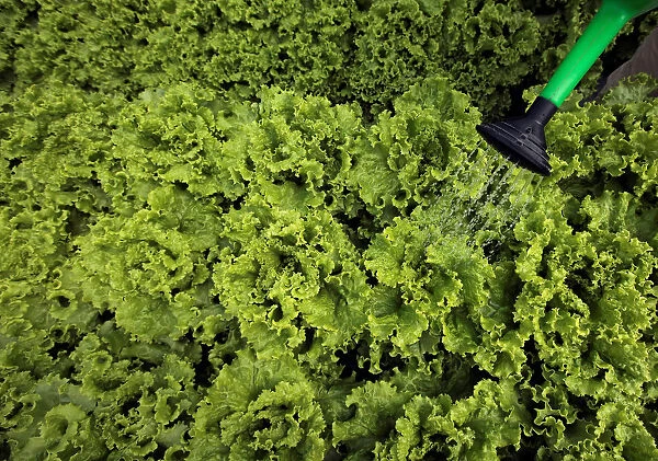 Erick Solis irrigates hydroponic lettuce at his house on a small farm in San Jose