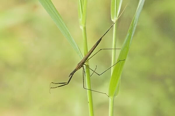 Water Stick Insect (Ranatra linearis) adult, clinging to submerged plant stems, England, may (captive)