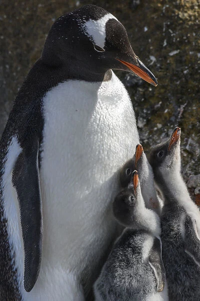Antarctica, Antarctic Peninsula, Brown Bluff. Gentoo penguin with three chicks