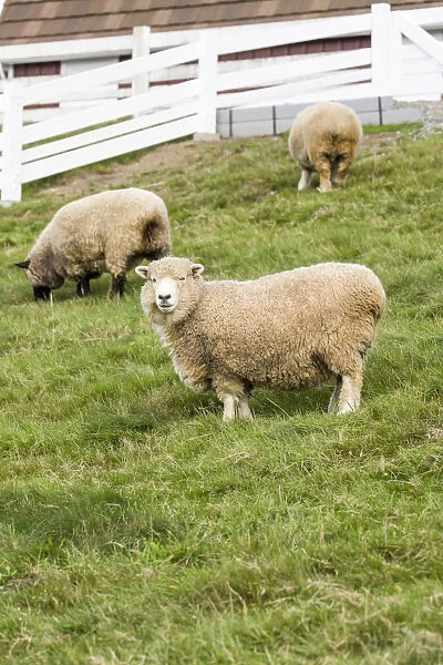 Bellevue, Washington State, USA. Coopworth and Romney Southdown crossbreed sheep in pasture