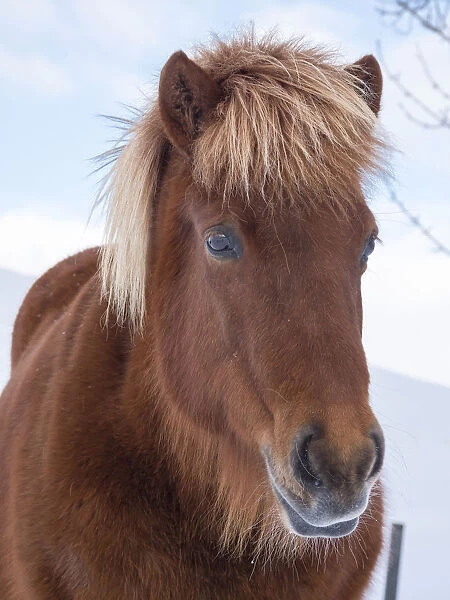 Icelandic horse in fresh snow. It is the traditional breed for Iceland and traces