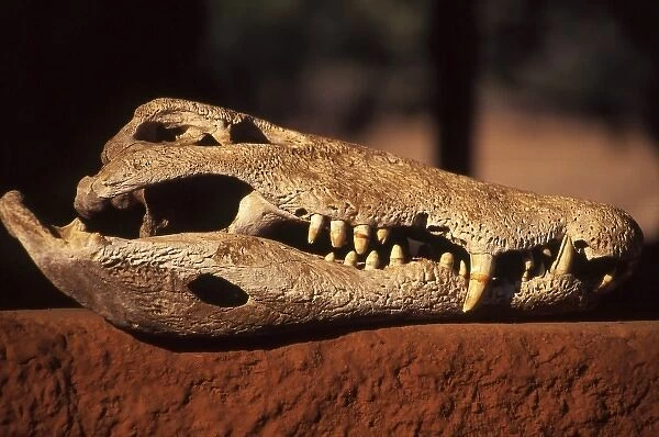 Kwaza Village, Zambia, Africa. Crocodile skull, Luwanga River