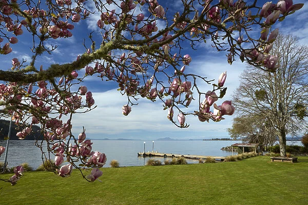 Magnolia tree in bloom, and Lake Taupo, Braxmere, Tokaanu, near Turangi, North Island